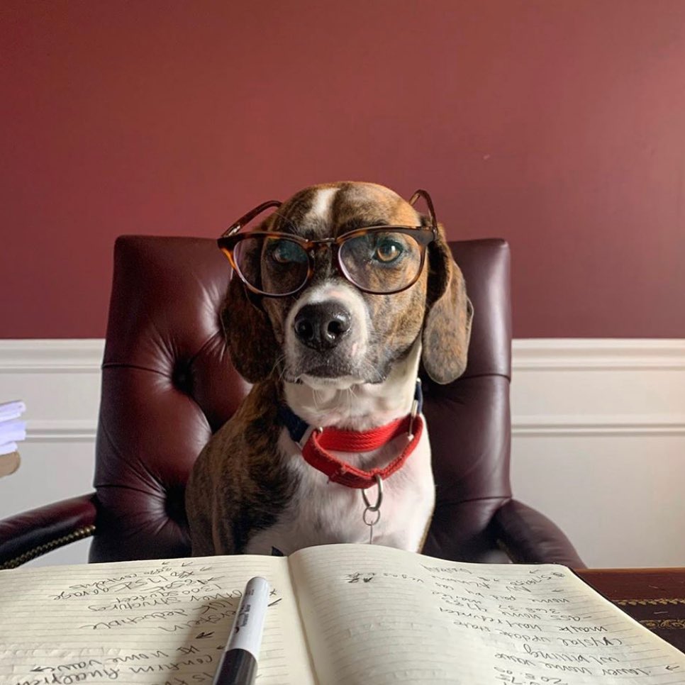 Beagle mix dog wearing brown glasses, sitting in a leather chair, in front of journal and pen.