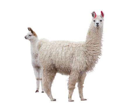 alpaca