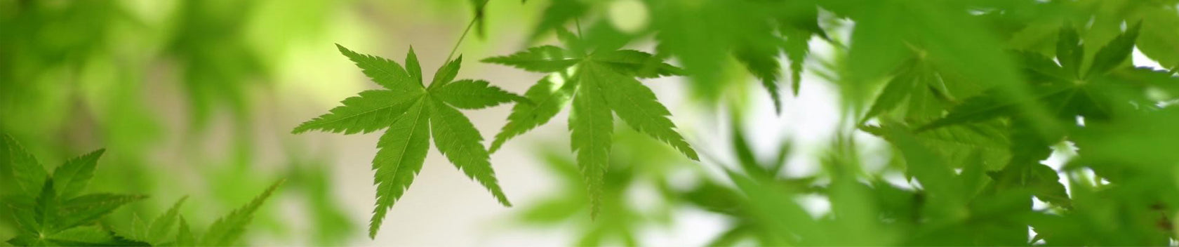 Cannabis marijuana hemp hempfy leaves 