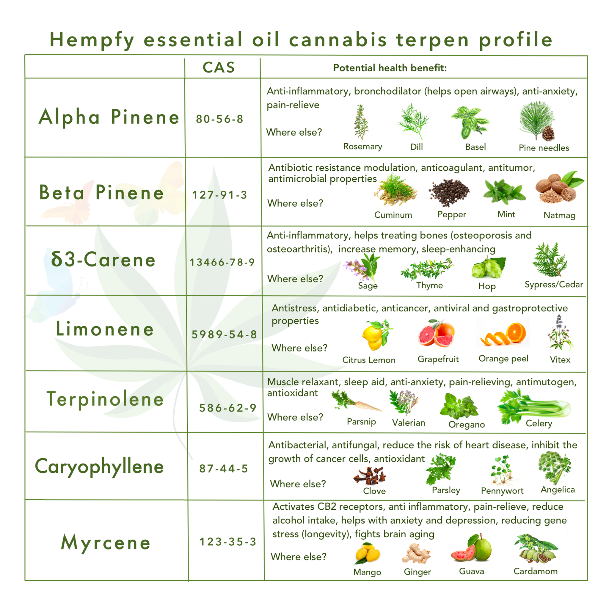 Hempfy Cannabis essential oil terpenes  sativa l.