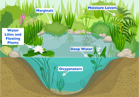 How to Plant - Water Plants in Your Pond - Plants for Ponds