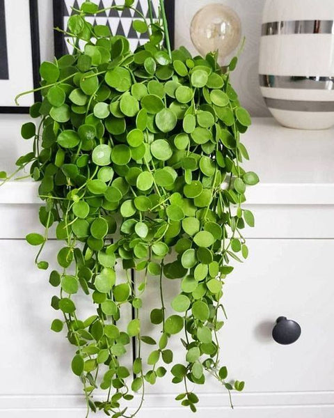 Peperomia Plant