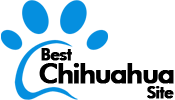 Best Chihuahua Site