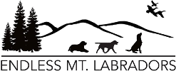 Endless Mt. Labradors