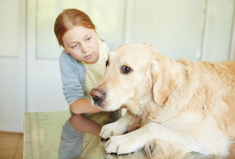 photo of a little girl comforting scared golden retriever dog.
