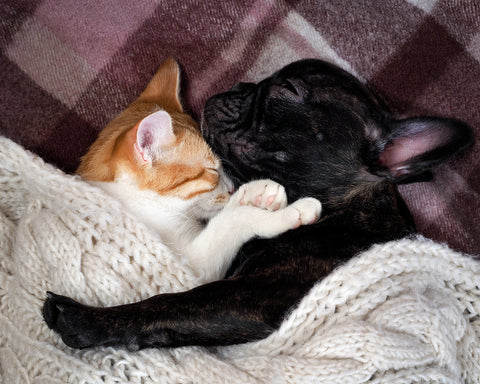 two animals cuddling