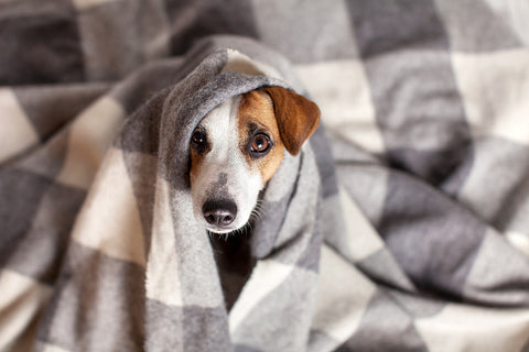 a dog cuddled under a fleece blanket.