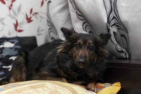 photo of a dog with a scared look on its face.