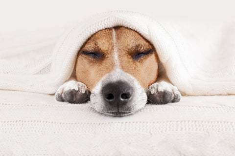 photo of a dog sleeping beneath a blanket.