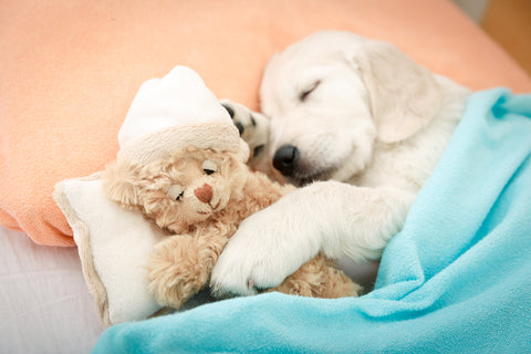 a laborador puppy cuddling a teddy bear under a blanket.