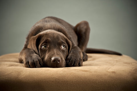 photo of a chocolate lab puppy laying down.