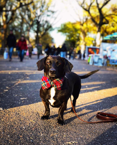 tartan plaid dog bow tie collar