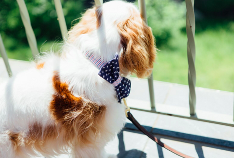 Seersucker stars and stripes bow tie dog collar