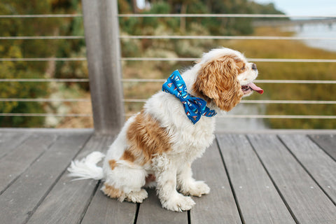 Preppy Nautical Sailboat Dog Bow Tie Collar