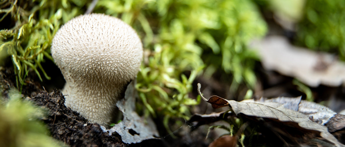 Foraging Guide: Puffball Mushroom - WildBounds