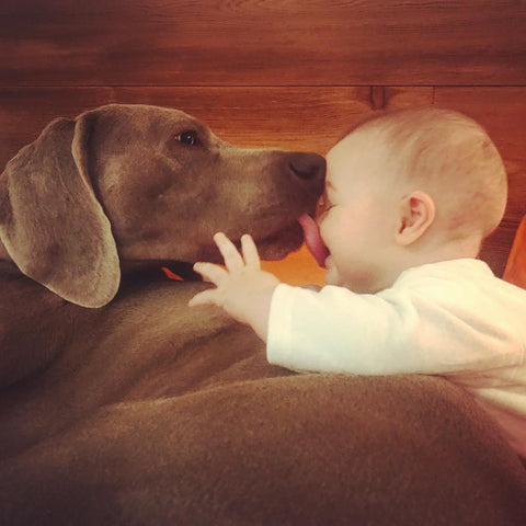 Dog kisses