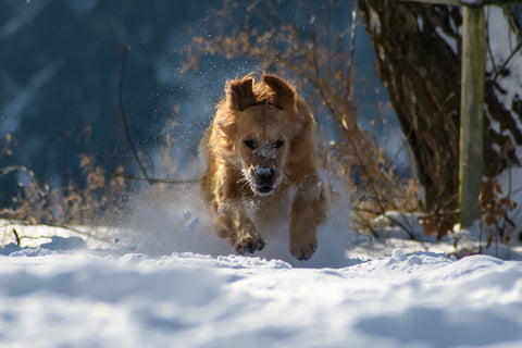 Dog Running