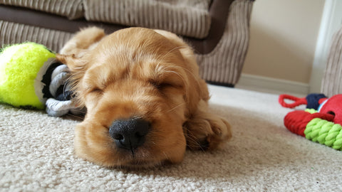 Sleeping Puppy