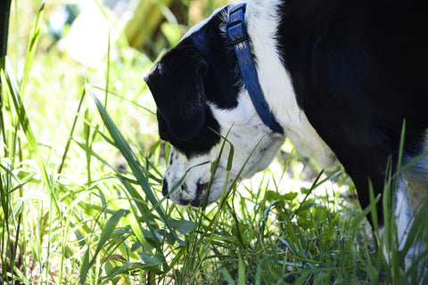 dog sense of smell