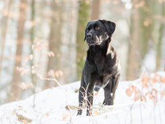 Labrador Retriever 