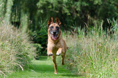 Malinois