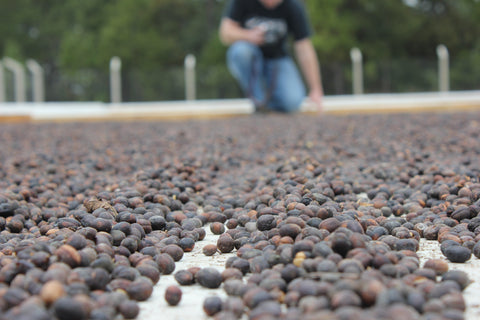 Natural Dry process of organic coffee