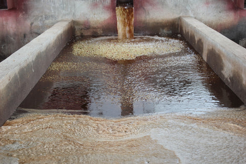 Washed Wet process organic coffee