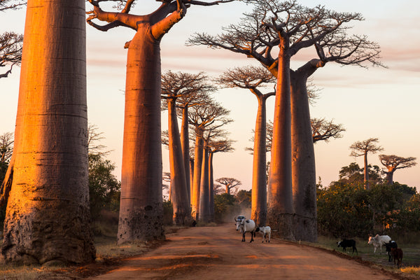 African Baobab Seed Oil, Baobab Tree