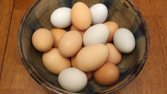 multi-colored eggs.