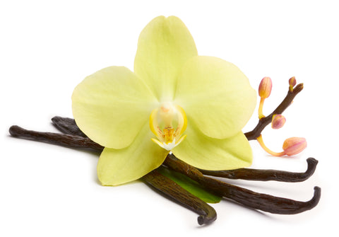 The Vanilla Orchid