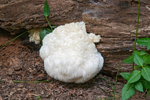 Teelixir Certified Organic Lion's Mane Mushroom