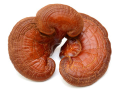 Teelixir Reishi Mushroom Ganoderma lucidum Certified Organic