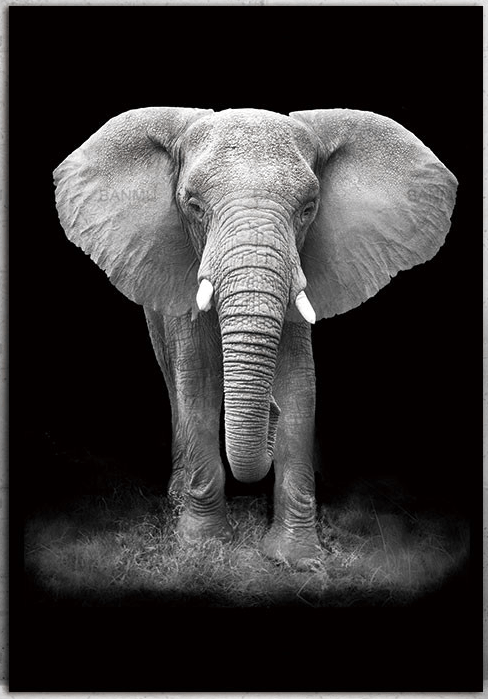 Black and White Animal Photography Wall Artwork | Canvas Print Sale