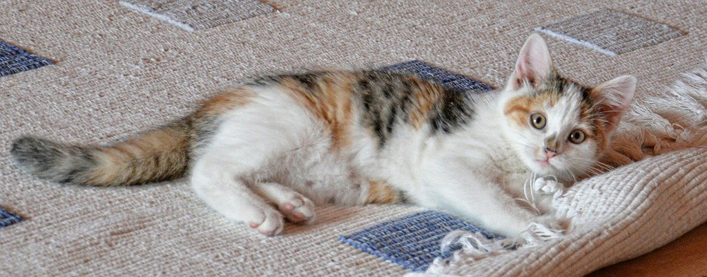 Pet cat plays on a carpet that has a rug tape to prevent the rug from sliding, slipping, or curling