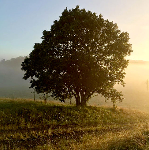 Lazybones HQ view of tree in the misty morning