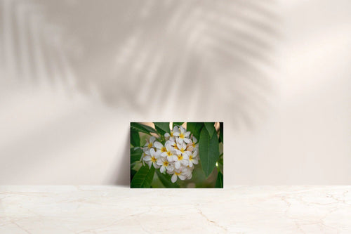 Butterfly in the Wind Home Plumeria Love Note Card sungkyulgapa