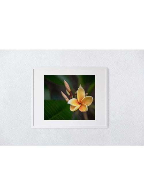 Butterfly in the Wind Home Early Bloomer Art Print (5 x 7) sungkyulgapa