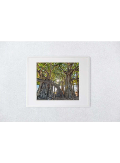 Butterfly in the Wind Home Queen Beach Banyan Art Print (5 x 7) sungkyulgapa