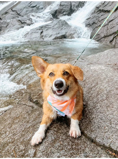 Ports + Paws Pet Dog Bandana in Paiko sungkyulgapa