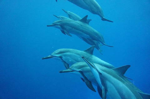 Big Island Hawaii Spinner Dolphin Pod