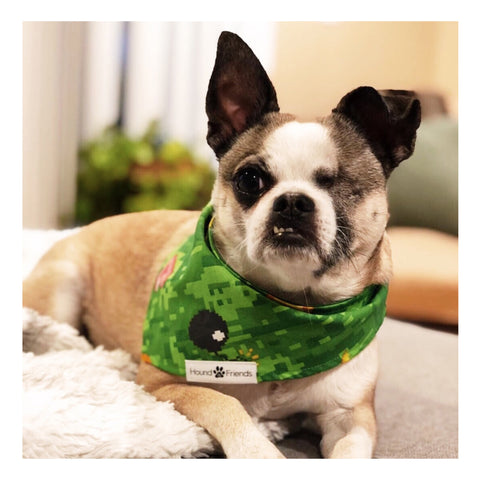 Hound and Friends is a modern matching pet accessory brand with the option of your dogs and you matching for any occasions. Bow ties, bandanas, and flowers. Perfect for weddings, music festivals, coachella, film festivals, music shows, birthdays, parties, and for all special events! 