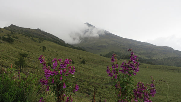 Scenery with flowers