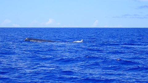 Sperm whales in water