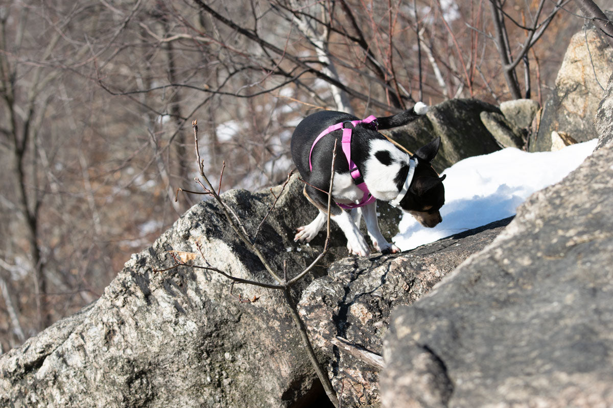 Breakneck Ridge Batman