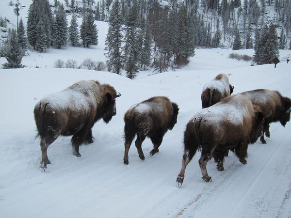Bison in snow