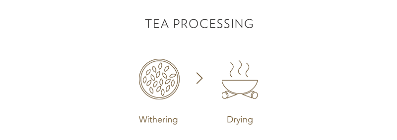 withering and drying tea processing