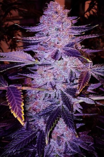 Forbidden Fruit Strain -