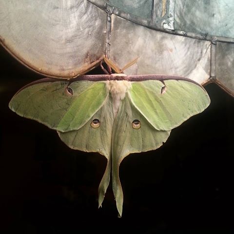 raising luna moths