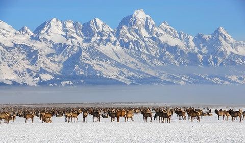 jackson hole wyoming ski destination