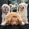 Custom Dog Shaped Pillow - All About Vibe